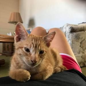 Meet your Posher, Gara